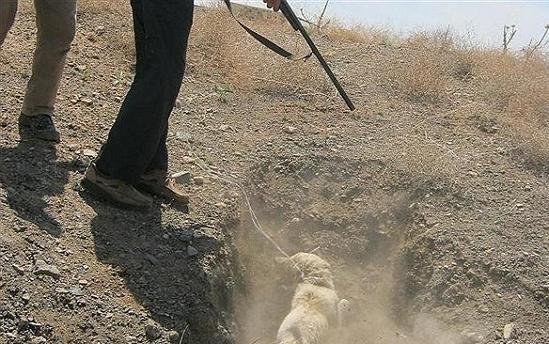 پای پلیس به ماجرای کشتار سگ ها با آمپول اسید باز شد پای پلیس به ماجرای کشتار سگ ها با آمپول اسید باز شد