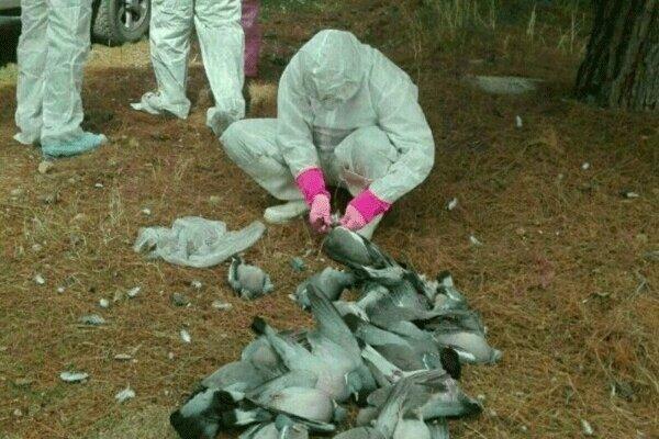 جمع آوری حدود 2000 لاشه پرنده مهاجر در مازندران ، هشدار به مردم