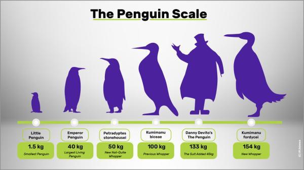 پنگوئن غول پیکر 160 کیلویی با 2 متر قد، عکس
